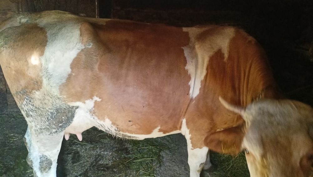 Vand vacă de lapte