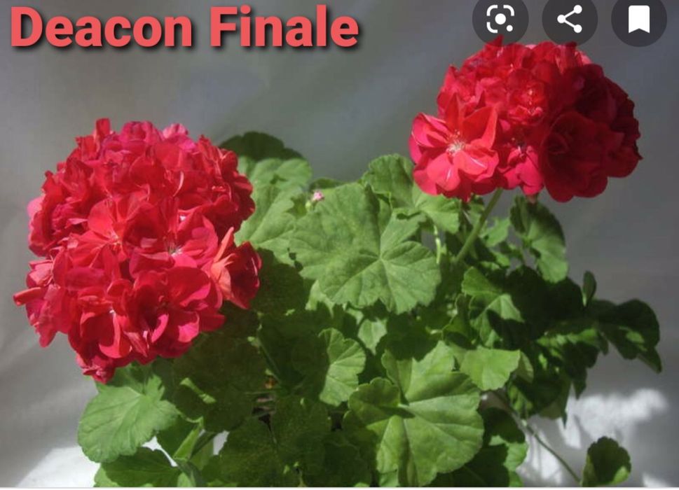 Продам герань