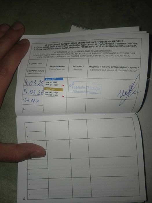 Продам щенка американской акиты