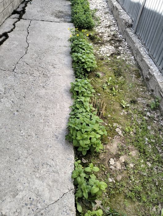 Продам Ирисы цветы