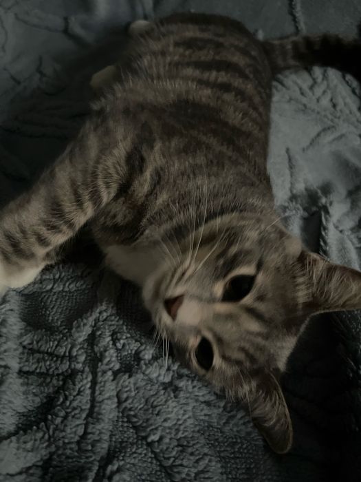 Кошка в добрые руки