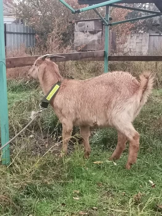 Ешки буаз биринши тума Теке