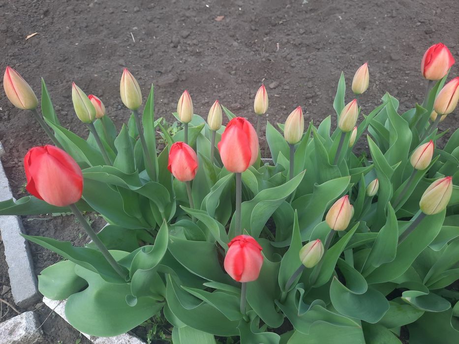 Красивые тюльпаны