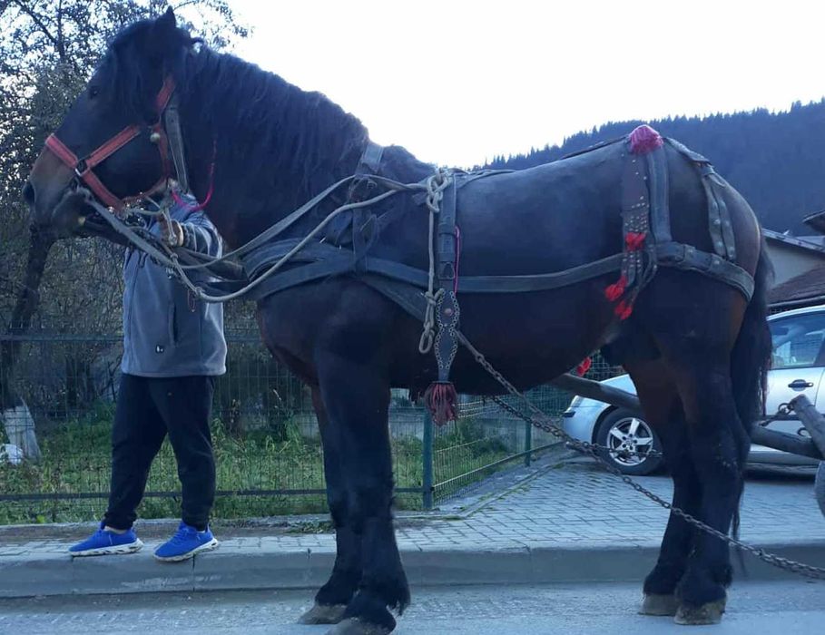 Armasar de 5 ani de vinzate
