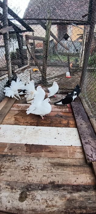 Vând porumbei  voltați și galateni