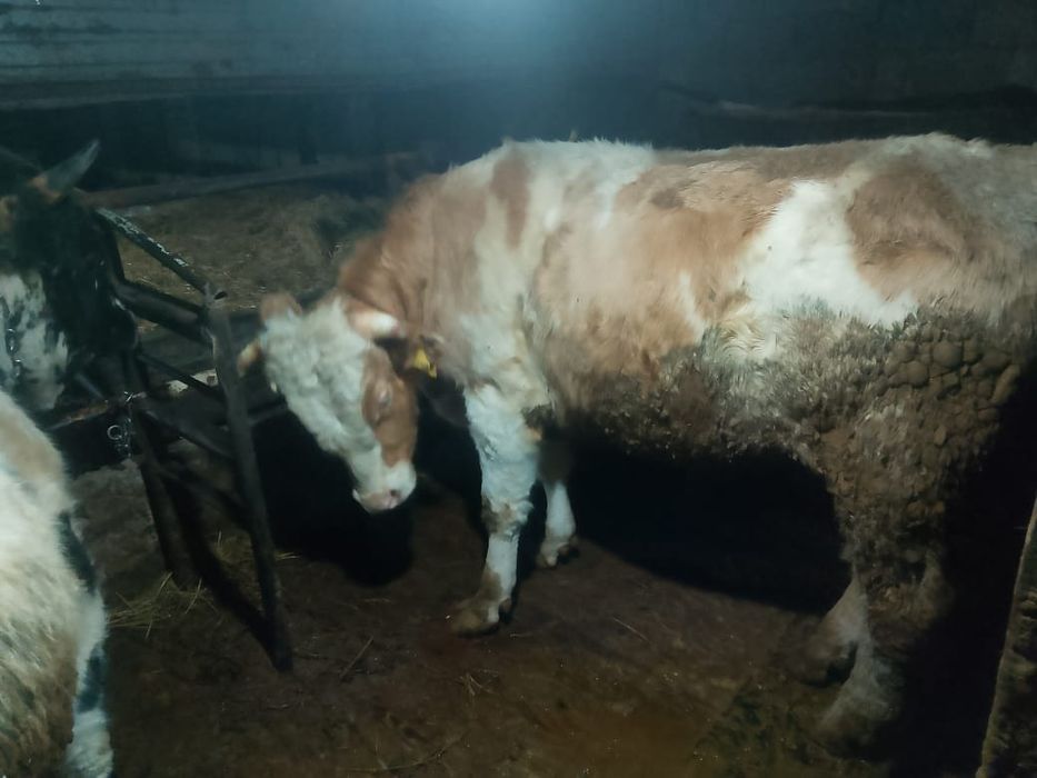 Продам Бычков откормленных