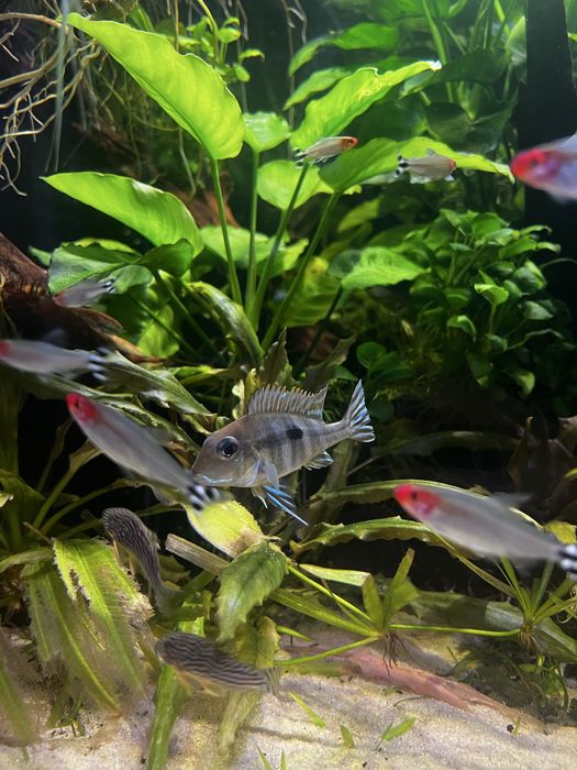 Pesti acvariu scalarinsi geophagus