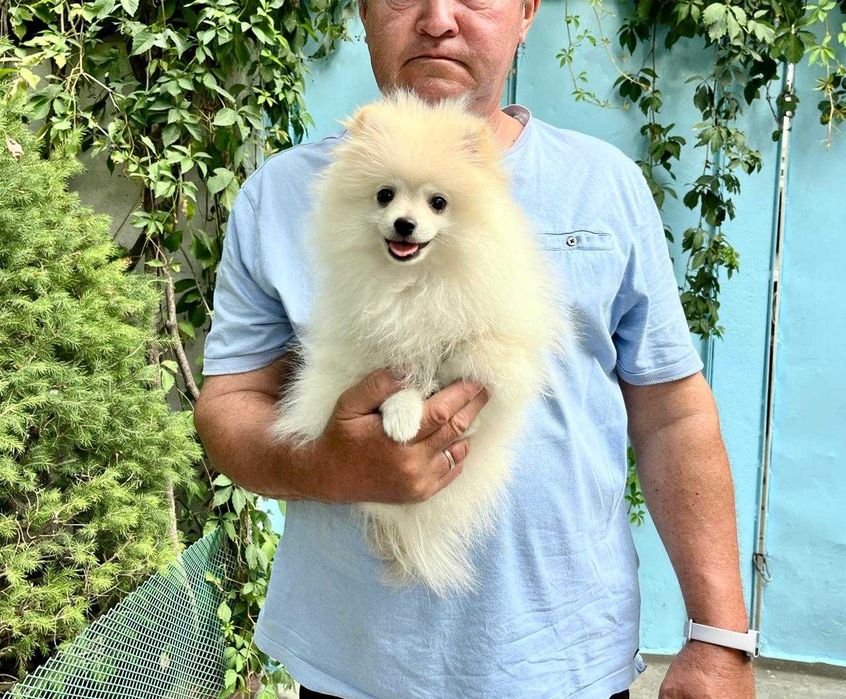 Щенки Немцкого шпица   с документами.