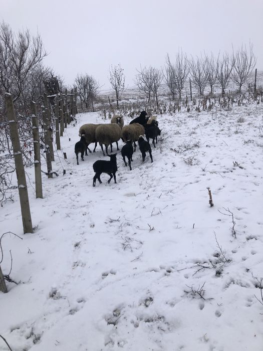 Oi romanov disponibile