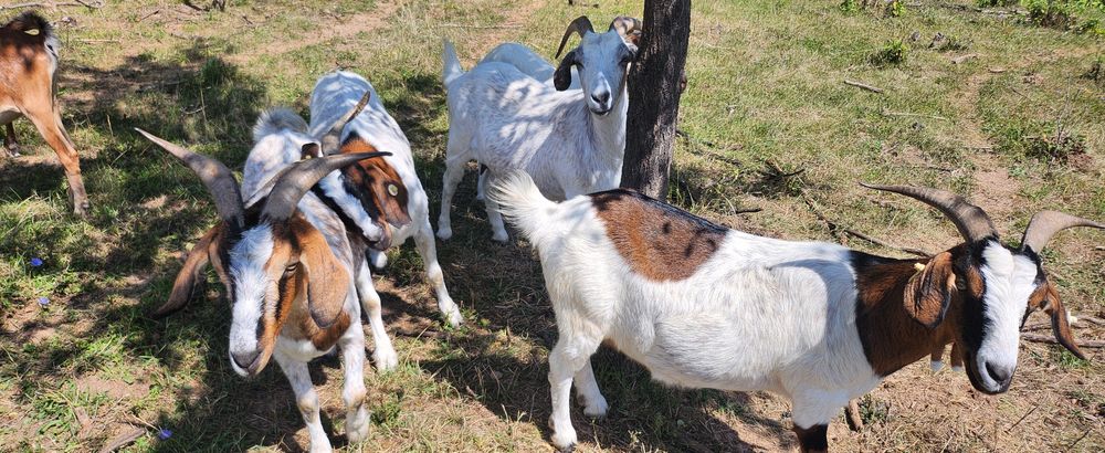 Capre  boer oferta !