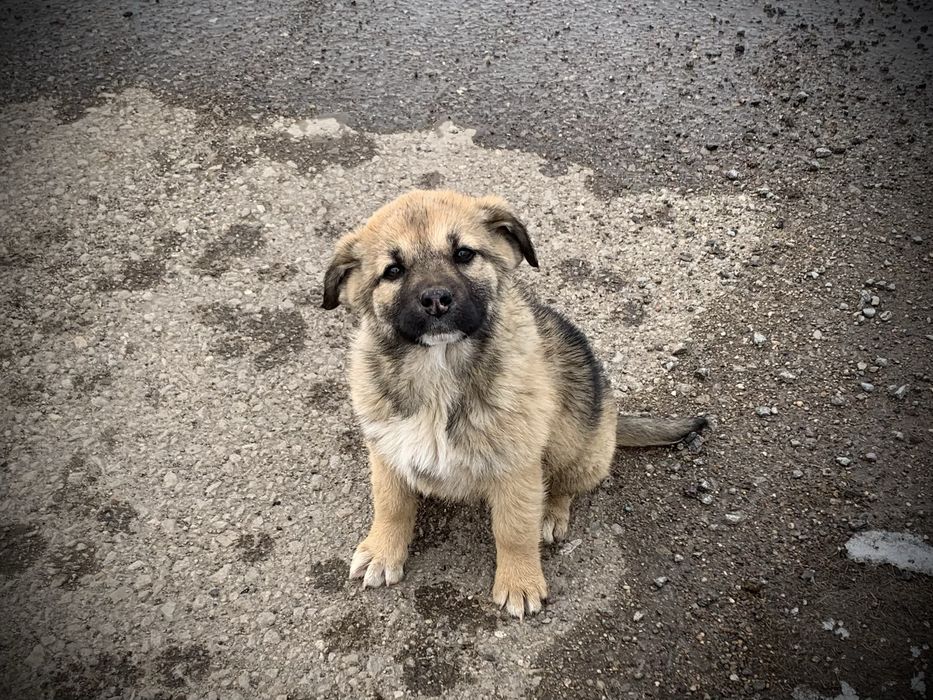 Щенок ответственным хозчевам