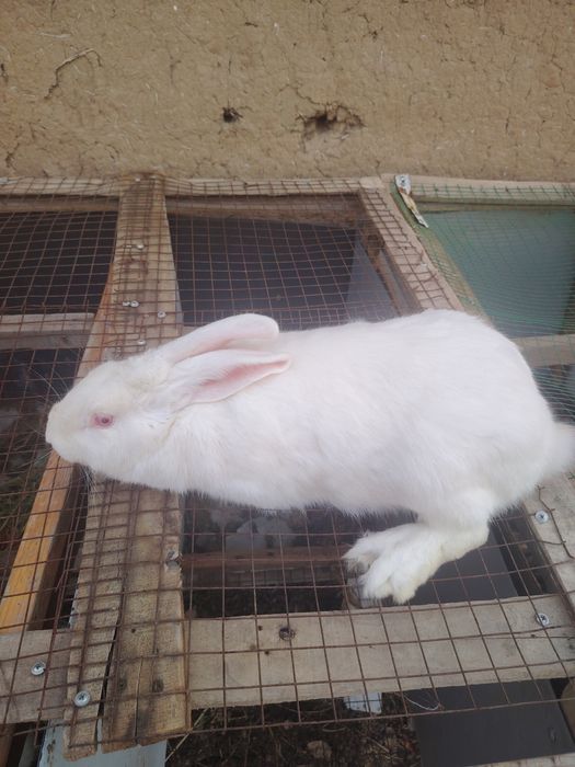 Quyon va quyon bollari