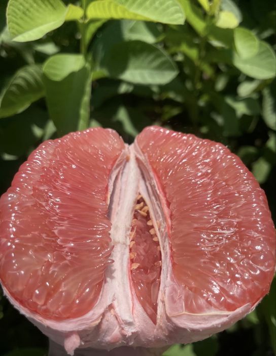 50 de semințe de pomelo într-un pachet