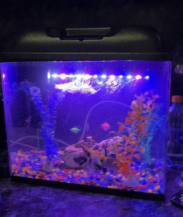 Аквариум для рыб  60 л