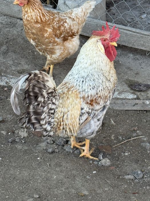 Домашни петли за консумация и разплод.