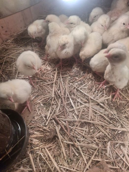 Цыплята Бройлер балапан