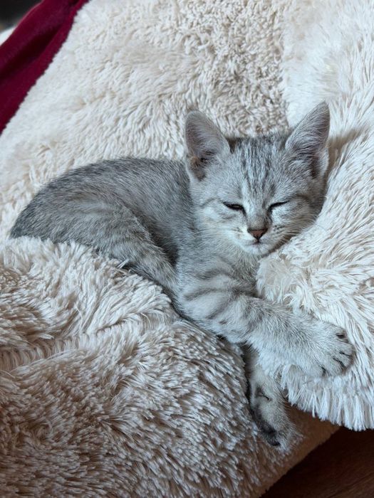 Отдам котенка в добрые руки