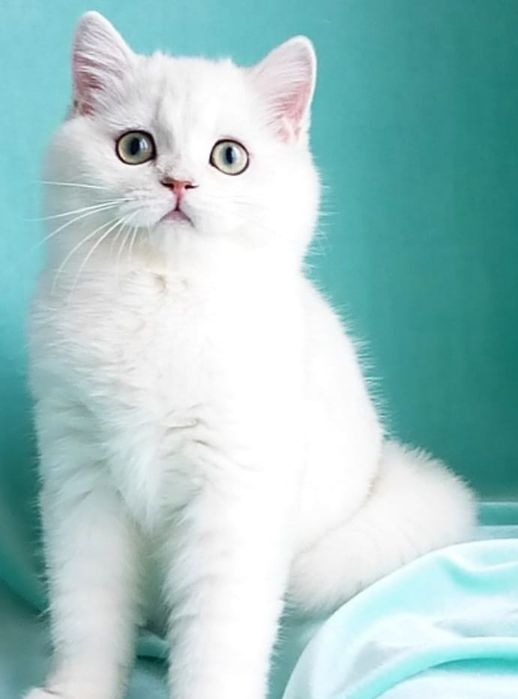 Британские шиншиллы