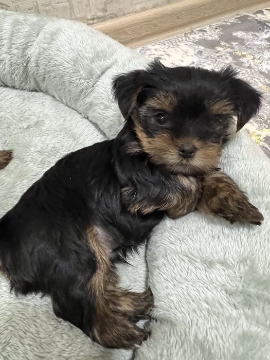 Продаются щенки йоршеского терьера