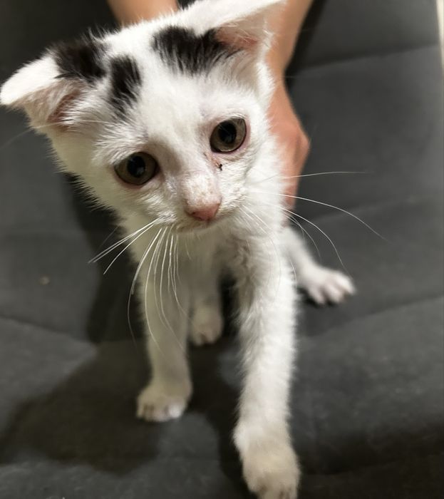 4 котенка девочки и кошка