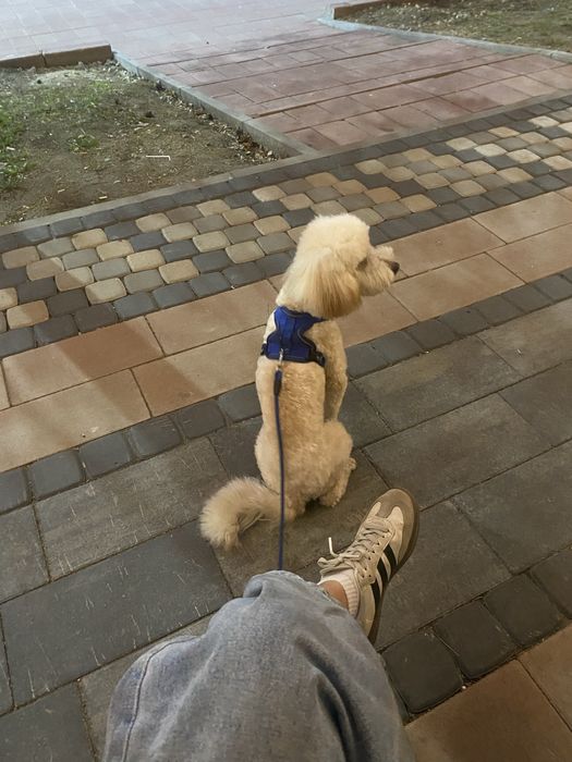 Вязка карликового пуделя