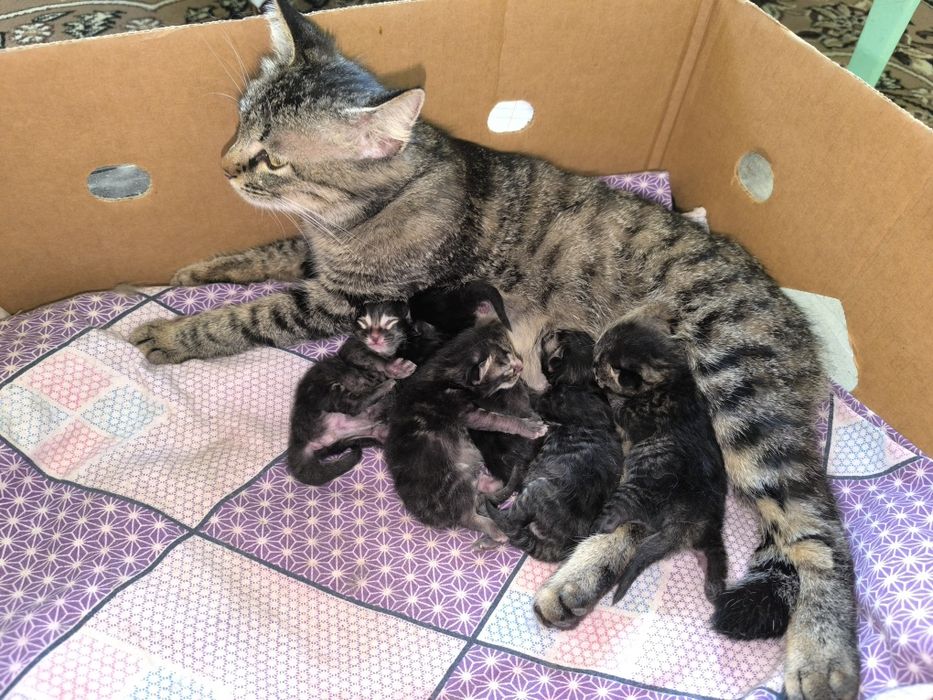 Отдадим даром в хорошие руки.