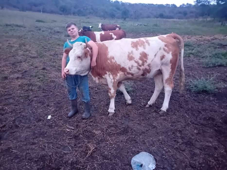 Vând o junincă de 6 luni gestanta.