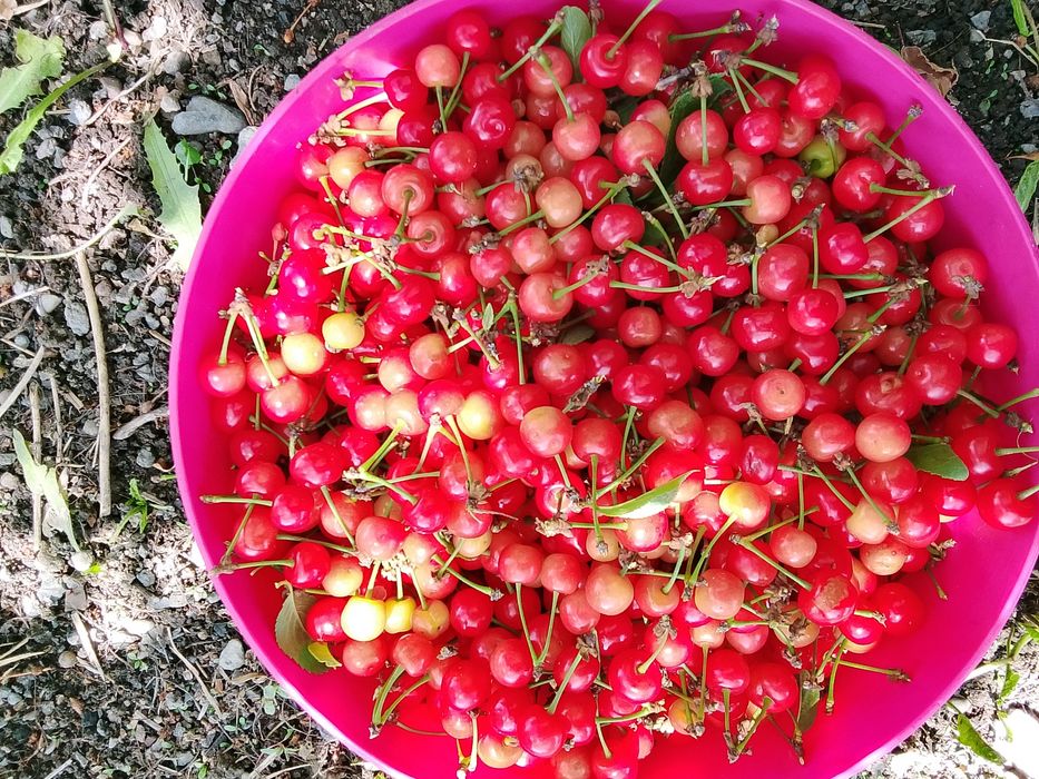 Продам вишню 10л