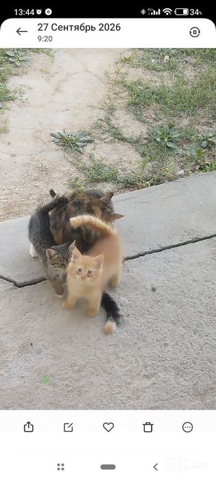 Отдам 3 милых котят в добрые руки!