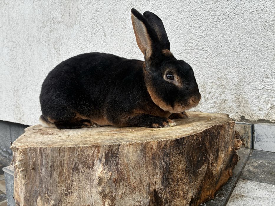 Mascul rex iepure cu blana de catifea