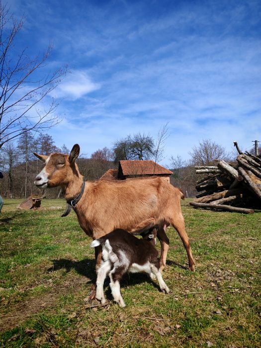 Capra tânără cu 2 iezi