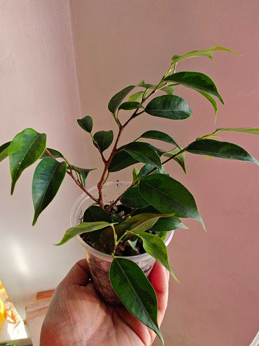 Фикус Бенддамина Анастасия