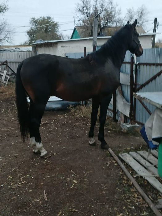 Продаётся жеребец