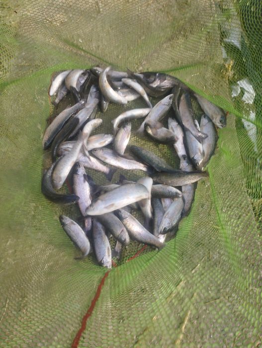 Форель сиголетка 70-90 гр