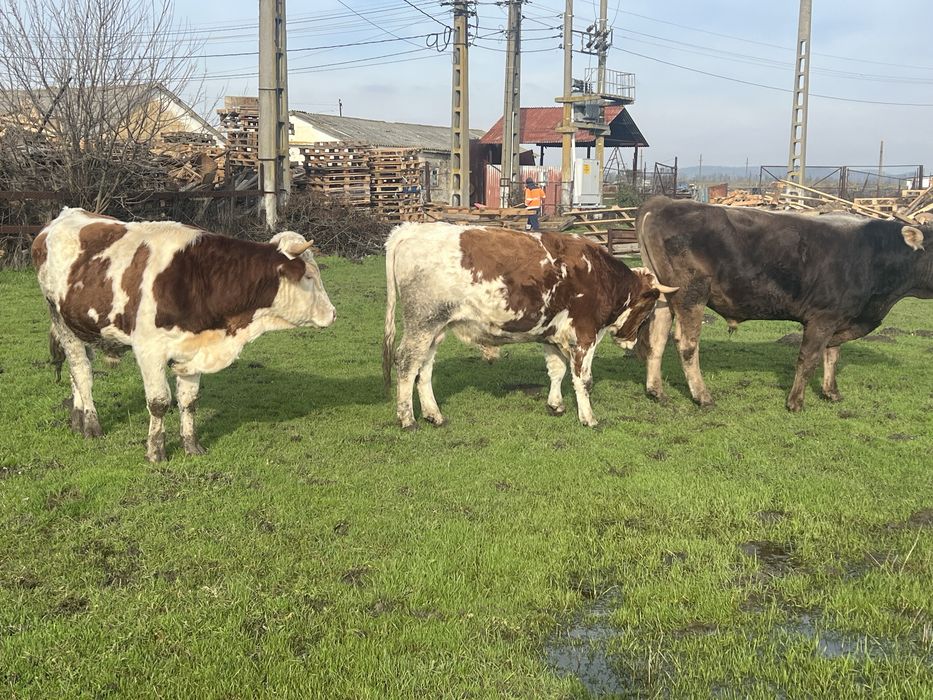 Vand tauri greutati 500-700 kg