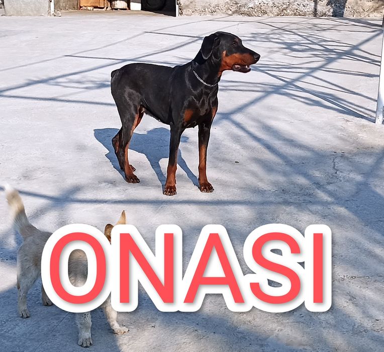 Doberman Доберман