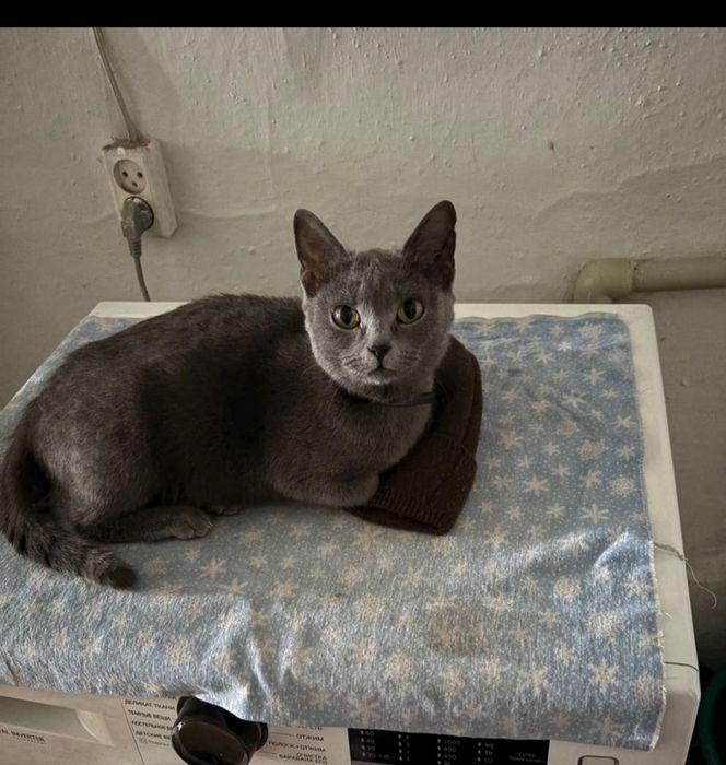 Отдам бесплатно кошечку