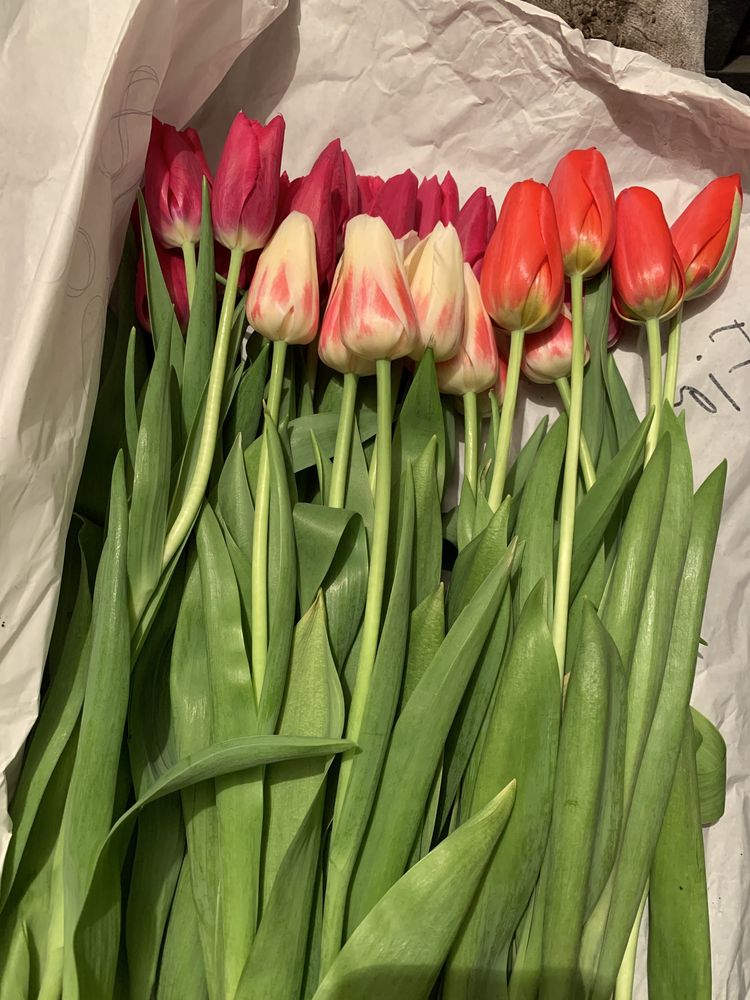 Где можно купить тюльпаны дешевые