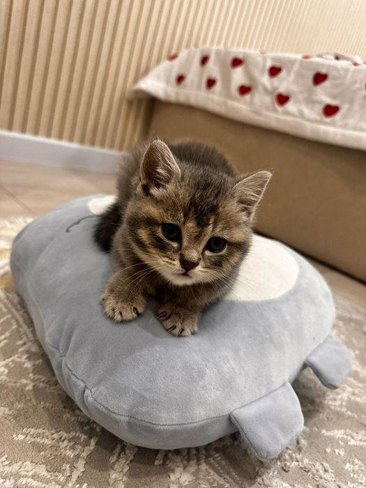 Кошка маленькая 2мес