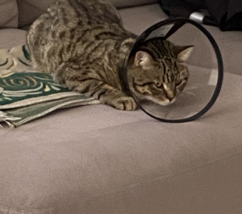 Продам кота скотиш страйт