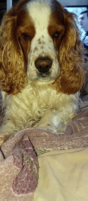 Вязка английский кокер спаниель