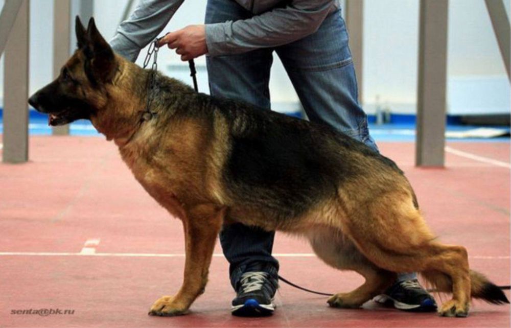 Немецкая овчарка (бронирование щенков)