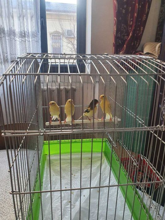 Молодой канарейкала сотлад