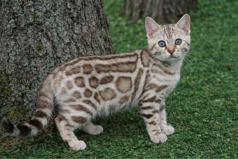 бенгальские котята