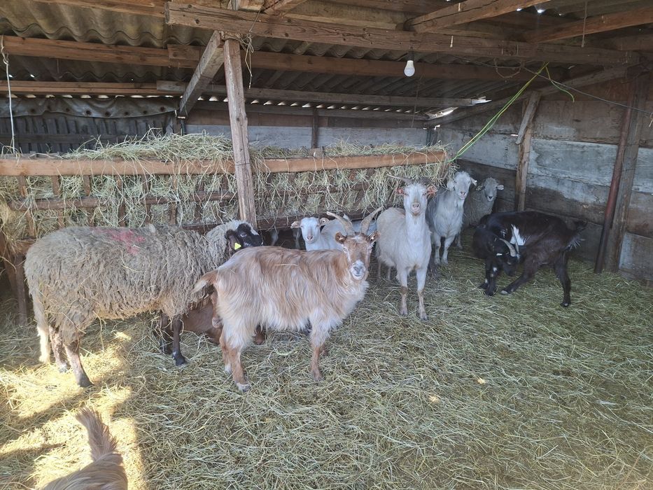 Vand berbeci castrati si tapi castrati