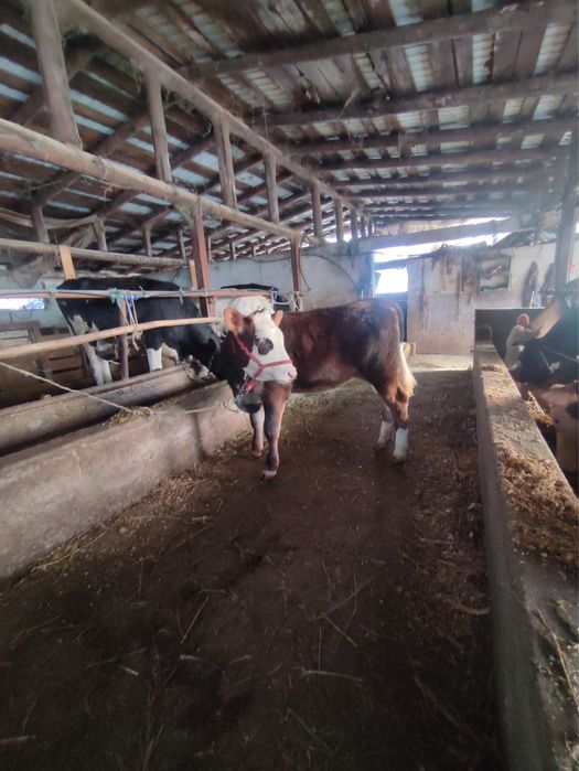 Vand vitea baltata romaneasca