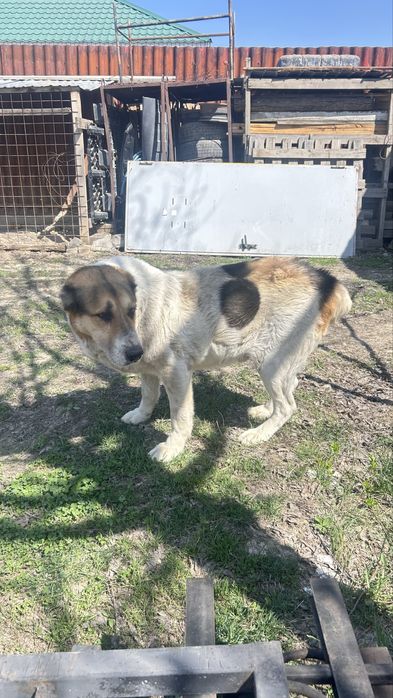 Төбет ит тегін алып кетіңдер