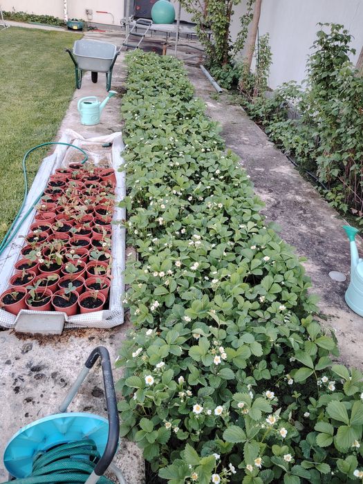 Stoloni ghiveci capsune produc tot anul butasi mure