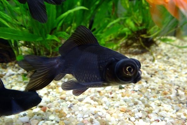 Аквариумные рыбки