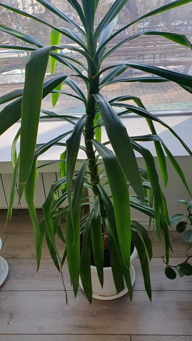 Продам цветок Юкка